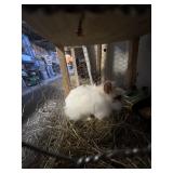 Lionhead Buck
