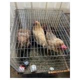Hens
