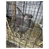 Lionhead-Flemish x Buck