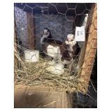 PIGEON PAIR