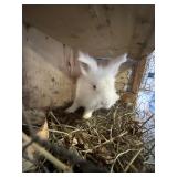 LIONHEAD BUCK RABBITT
