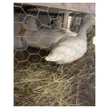 CRESTED DUCKS