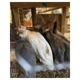 Young Guineas