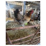 hen