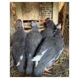 young guineas