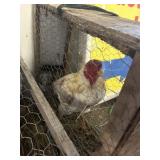 MAYLAY ROOSTER