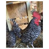 Pair Barred old English