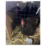 2 Astrolope Hens