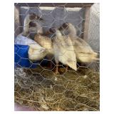Runner Ducks