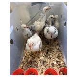 6 Brahma chicks