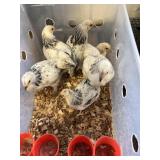 6 Brahma chicks