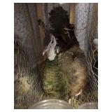PIED PECOCK HEN