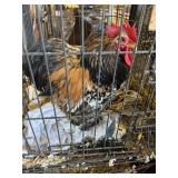 Cochin bantam rooster