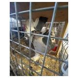 PAIR FANTAIL PIGEONS