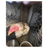 MAYLAY HEN