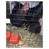 Maran hens