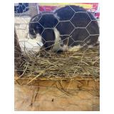 Mini Lop - Doe