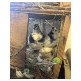 PAIR PIGEONS