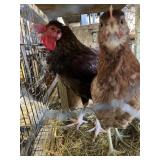 Pair Laughing Chickens