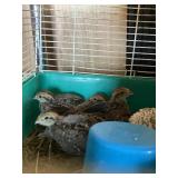 QUAIL