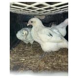 CHICKENS