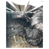 POLISH CHICKENS