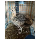 PEA CHICKS