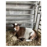 NIGERIAN DWARF DOE