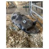 Kune Kune Pig female 1yr. old