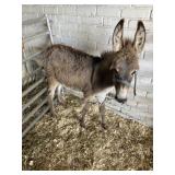 HALF MINI DONKEY JACK 3 MONTHS OLD