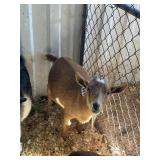 brown female goat