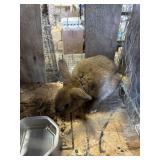 New Zealand Bunny