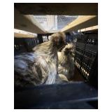 Silkie / Frizzle