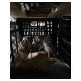 Turkey Poults