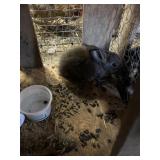 New Zealand Bunny