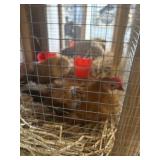 Pair Ginger Red Old English