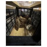 Coturnix quail