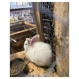 New Zealand Bunny