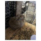 New Zealand Bunny