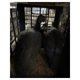 Guineas