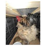 Silkie / Frizzle