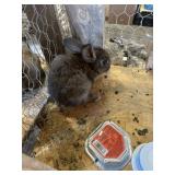 New Zealand Bunny