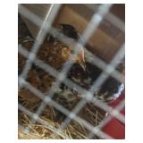 Calico Cochin Pair