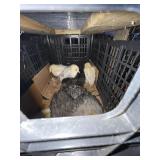 Baby Chicks