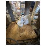 New Zealand Bunny