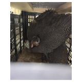 Guineas
