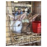 Lionhead Bunnies