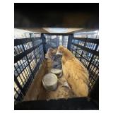 Young Chicks