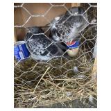 Chinese Pigeon Pair