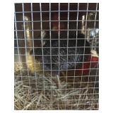 Barred Rock Pair